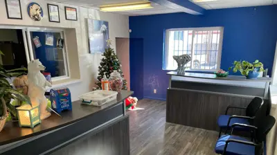 A welcoming reception area features two dark wood counters, a vibrant blue wall, and a festive Christmas tree. Photo